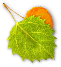 aspen leafs